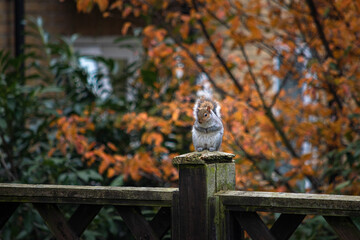 squirrel in the park
