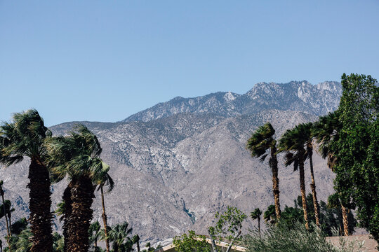 Palm Trees With Mountain Range In Background Under Clear Blue Sky