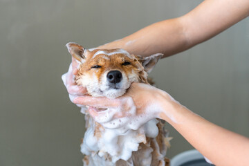 Funny dog in foam