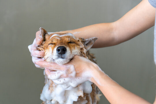 Dog shampoo foam washing 