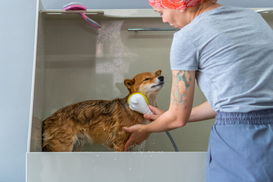 Professional dog shower