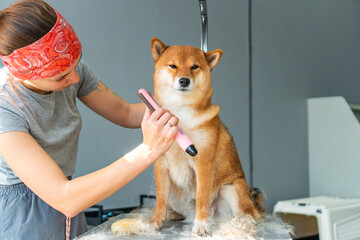 Small business Groomer dog