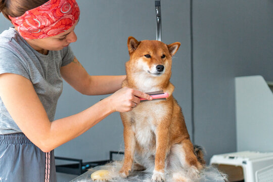 Groomer combing shedding dog