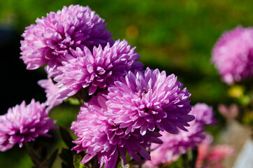 A close up photo of a bunch of dark pink chrysanthemum flowers with yellow centers and white tips on their petals.