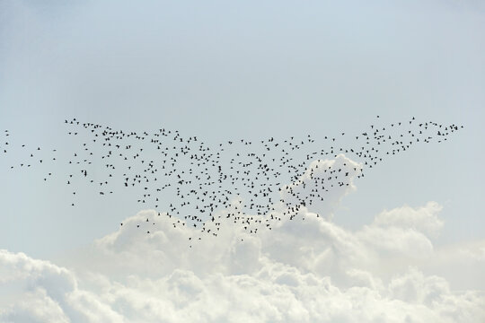 Flock of migratory birds