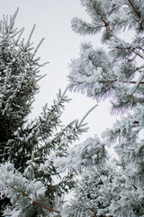 snow covered pine tree