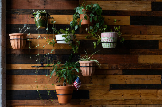House Plants Decorate wooden Wall 