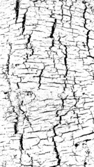 Black white texture of rugged relief fractured bark wood of aged cork oak. Old rough grunge of uneven ridged hard dry crust surface. Deep cut grooved coated layer, convex ornate textured rustic design