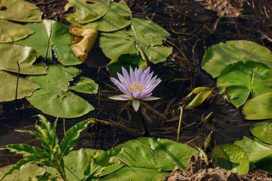 Water Lily