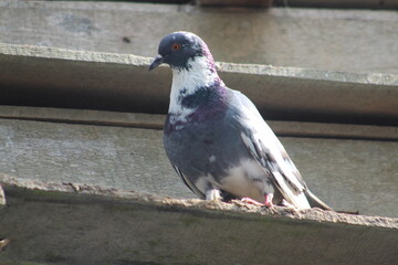 A pigeon is sitting in front of his house