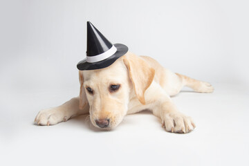 A cute labrador puppy in a mini hat.