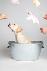 A cute labrador puppy in photoshoot with unicorn
