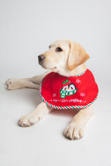 A cute labrador puppy in photoshoot in a my first christmas shirt.