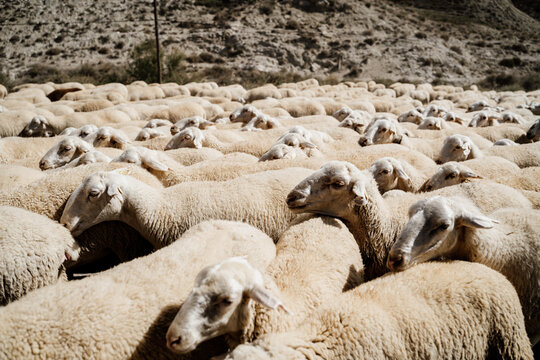 Flock of sheep