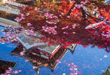 池に映る日本の城と紅葉そして鯉