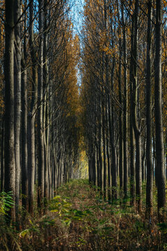 Row Of Trees In The Forest