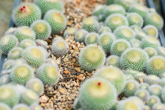 Small white cactus seedlings 