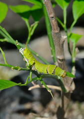 green caterpillar on a branch