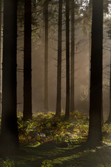 Sunrays in a forest on a hazy morning in winter, a fairy landscape
