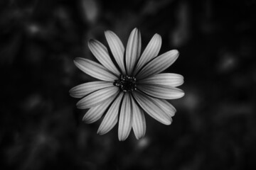 A daisy flower.