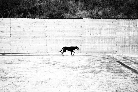 A Black Dog On A White Background.