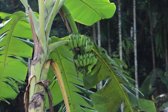 A banana tree and banana scene