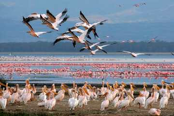 Flamant rose phoenicopterus ruber en groupe de plusieurs centaines avec des Pélicans au lac Nakuru...
