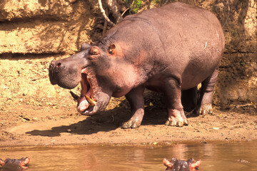Maman Hippopotame, Hippopotamus Amphibius et son petit Afrique Kenya