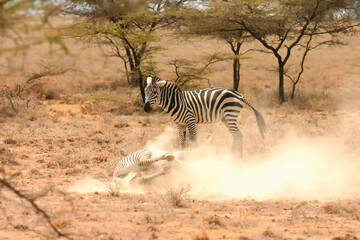Obraz na płótnie Canvas zèbre de Burchell Equus burchelli dans la poussière Afrique Kenya