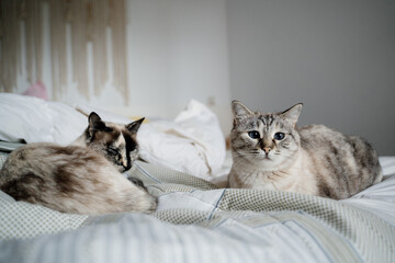 Portrait of Cute cats on bed looking at camera