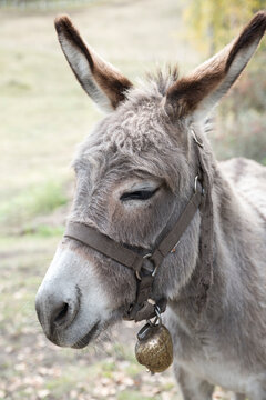 Donkey Portrait