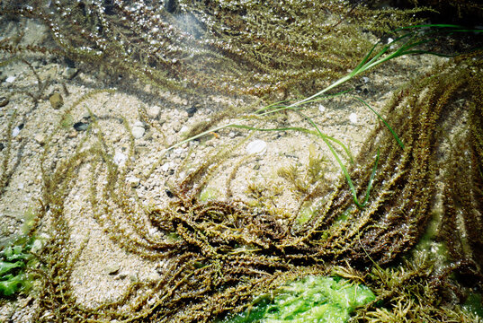 Low tide sea grass