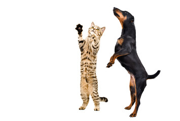 Playful Jagdterrier dog and kitten Scottish Straight standing together on hind legs isolated on white background