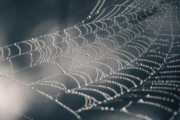 Spider web