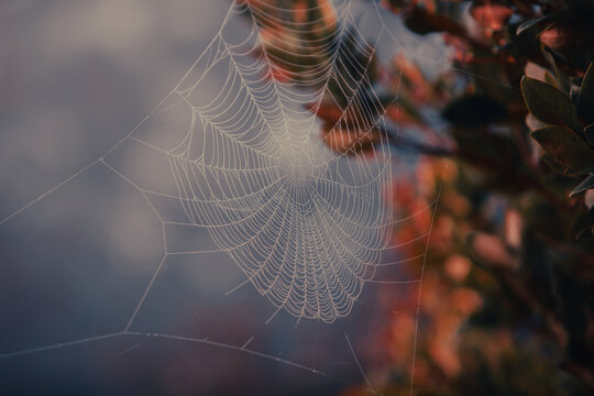 Spider web