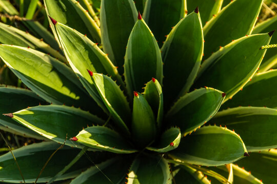 Uma planta chamada "Agave", fotografada de cima. Agave Angustifolia - Piteira do Caribe.