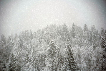Fototapeta na wymiar ate on a hill during a heavy snowfall