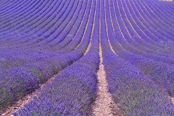 Lavender field in France.