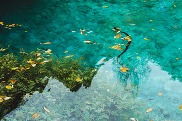 Leaves and vegetation in turquoise water