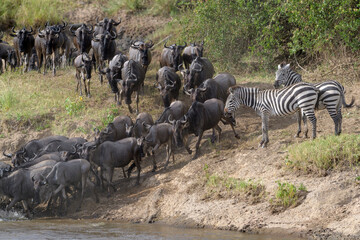 Fototapeta na wymiar Blue wildebeest, brindled gnu (Connochaetes taurinus) herd crossing the Mara river watched by zebra, Serengeti national park, Tanzania.