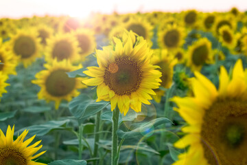 Fototapeta premium sunflowers in the field at sunset