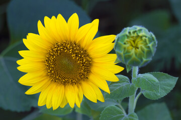 Obraz premium Sunflower and flowerbud in the field