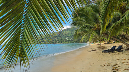 Fototapeta na wymiar Palm trees on the beach in Seychelles 