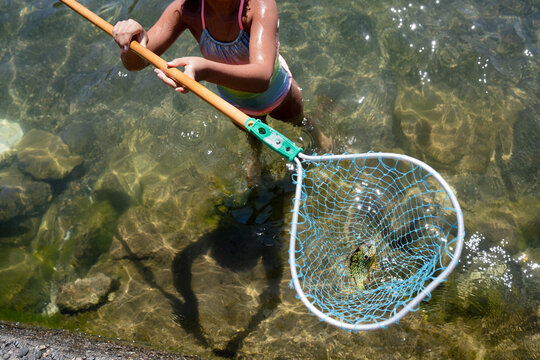 Fluegill fish in net held by girl in lake