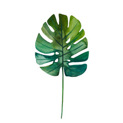 Fototapeta na wymiar Watercolor hand drawn monstera leaf isolated on white background. Tropical jungle rainforest ficus foliage plant illustration.