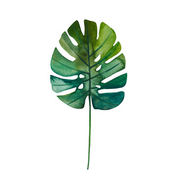 Watercolor hand drawn monstera leaf isolated on white background. Tropical jungle rainforest ficus foliage plant illustration.