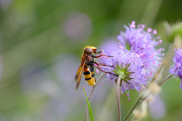 hornet mimic hoverfly on purple flower