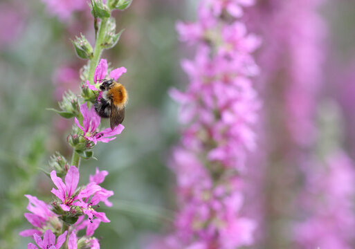 Bumblebee on flower