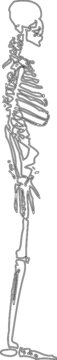 Human skeleton vector line art illustration isiolated
