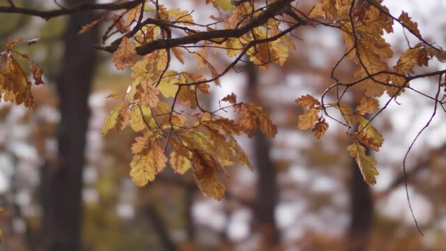 Autumn background with yellow oak leaves on branch. Last leaves fall off before winter. Fall season.